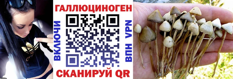 Купить закладки  Краснознаменск  Галлюциногенные грибы мицелий 